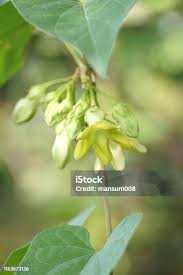 Image result for Telosma