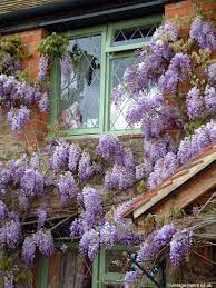 Pin On Wisterias
