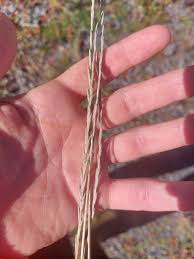 Image result for Eragrostis atrovirens