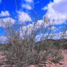 Image result for Parkinsonia africana