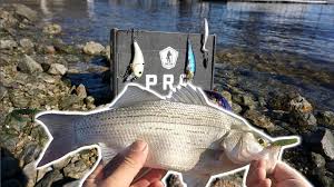 Check spelling or type a new query. Mtb S Unofficial Top 10 Bass Fishing Youtubers