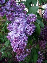 Lilacs Smell Divine Lilac Flowers Lilac Violet Flower