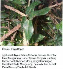 Bidara secara umum mempunyai beberapa klasifikasi atau family , pada umumnya pemanfaatan pohon bidara secara umum yang digunakan adalah daun yang digunakan. Pin Oleh Wa Ode Mufriha Di Herbal Life Tanaman Obat Obat Alami Herbal