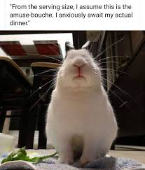 Image May Contain Cat And Text Pet Bunny Pet Bunny Rabbits Bunny Mom