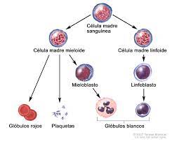 Descripción general la leucemia mielógena aguda es un cáncer de la sangre y la médula ósea (el tejido esponjoso que se encuentra dentro de los huesos y el lugar donde se producen las células sanguíneas). Tratamiento De La Leucemia Mieloide Aguda En Adultos Pdq Version Para Pacientes Instituto Nacional Del Cancer