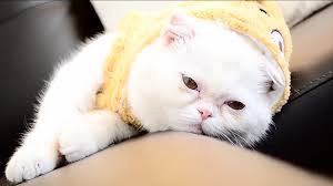 Exotic shorthair cat breed profile. Kostenloses Exotic Shorthair Photos Freeimages Com