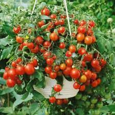 Learn how to plant up a hanging basket display of tumbling tomatoes, with expert gardening advice from bbc gardeners' world magazine. Growing Tomatoes In Hanging Baskets Growing Tips Advice Pyracantha Co Uk