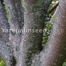Image result for Ficus lutea