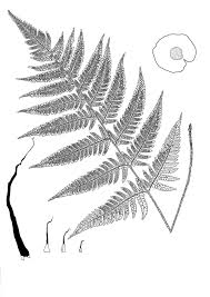 Image result for Dryopteris