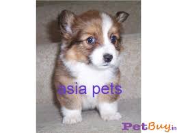 Look at pictures of corgi puppies who need a home. Corgi Puppy For Sale India
