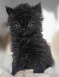 Curly Coat Of A Selkirk Cat 1st October 2014 Cute Cats Kittens Cutest Kittens