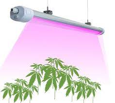 Specifically, they have combinations of blues and reds, boasting a finely tuned plant spectrum. China 160lm W Competitive Pink Spectrum 50w 150w 200w Best High Efficacy Grow Lights Led Grow Lights For Growing China Led Grow Light Grow Light