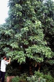 Image result for Dolichandrone alba