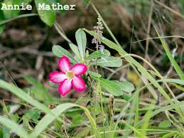 Top quality roses · free shipping · low prices guaranteed The Desert Rose Has Sap That Produces Friends Of Arabuko Sokoke Forest Facebook