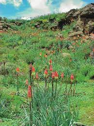 Image result for Hyparrhenia poecilotricha