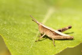 File Baby Grasshopper On A Leaf 14833493743 Jpg Wikimedia Commons