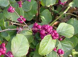 This north american native is a great choice for woodland gardens. Coralberry