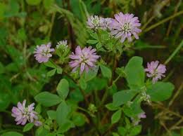 Image result for Trifolium polystachyum