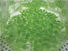 Image result for Wolffiella welwitschii