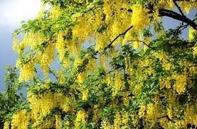 Дерево с желтыми цветами - 61 фото