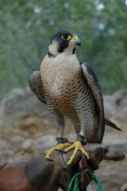 Pin On Falco Pelegri Falco Peregrinus