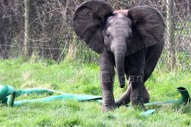 Scott brierley, 23, said he found a photo of african elephant latabe on his phone after it was returned to him by keepers at west midlands safari park, near bewdley in worcestershire. A Young Elephant Plays At West Midlands Safari Park Elephants Playing Safari Park West Midlands