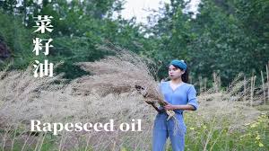 rapeseed oil 菜籽油 油菜籽用傳統方法榨出來的一種食用油 youtube rapeseed oil youtube oils