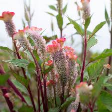 Image result for Celosia pandurata