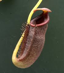 Image result for Nesaea spathulata