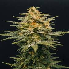 My only problem is there's only one farm producing oil for the indigopro's device specific cartridges. Bubba Kush Auto Humboldt Seeds Strain Info Growdiaries