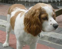 Some cocker spaniels, especially adolescents and young adults, are excessively submissive. Short Hair Chocolate Spaniel Novocom Top