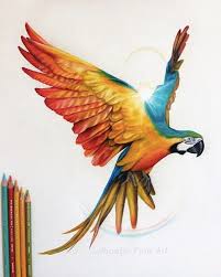 Papuga Rusunek Szukaj W Google Arte De Aves Dibujos De Guacamayas Dibujos De Aves