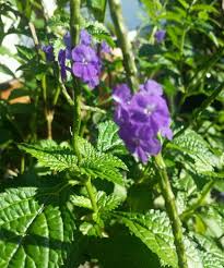 Image result for Stachytarpheta urticifolia