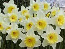 Per questo motivo i pistilli di zafferano costano almeno 12.000 euro al chilo. Tutti I Nomi Dei Fiori Bulbi Nomi Fiori
