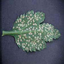 White Rust Chrysanthemum White Rust Is A Disease Of Plants Caused By The Fungus Puccinia Horiana Cactus Plants Plants Rust