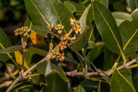 Image result for Platylepis glandulosa