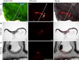 Maybe you would like to learn more about one of these? Positional Cues Regulate Dorsal Organ Formation In The Liverwort Marchantia Polymorpha Springerlink