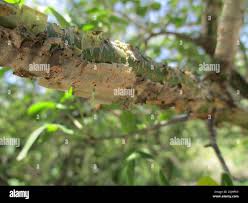 Image result for Commiphora angolensis