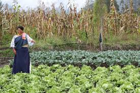 Jun 21, 2021 · el sabado 19 de junio falleció el agricultor roberto rosario de 48 años de edad a causa de un infarto. Los Agricultores Contribuyendo A La Alimentacion Escolar World Food Programme