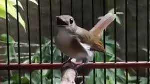 Cara memilih burung flamboyan di ombyokan ala hamdantv. Perbedaan Tledekan Jati Jantan Dan Betina Unduh Video