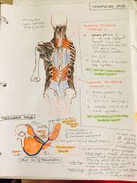 Ambitions Like Ribbons Medical School Studying Medical Student Study Medical Anatomy