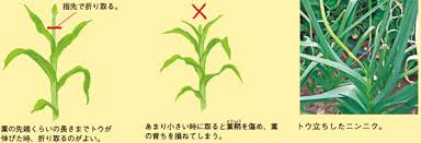 ニンニク 上手に育てる 貯蔵する 種 苗 球根 ガーデニング用品 農業資材の通販サイト タキイネット通販