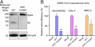 Over the next few months, the illness spread to more than two dozen countries in north america, south america, europe, and asia before the sars global. Cell Entry Mechanisms Of Sars Cov 2 Pnas