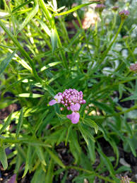 This details how best to frame photos so that the artificial intelligence can accurately identify the plants. Plant Id Is This Dame S Rocket Pink Purple Cluster Long Leaves Gardening Landscaping Stack Exchange