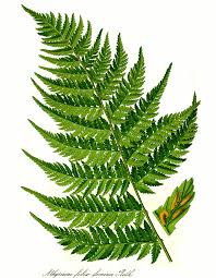 Image result for Athyrium lewalleanum