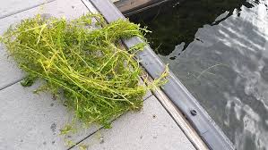 Image result for Hydrilla