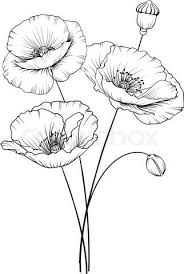 How to draw poppy flower step by step, learn drawing by this tutorial for kids and adults. Kotkoa Fotos Illustrationen Und Video Colourbox De Flower Sketches Poppy Flower Drawing Drawings