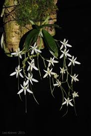 Image result for Mystacidium