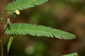 Image result for Chamaecrista mimosoides