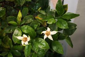 Image result for Rotala capensis